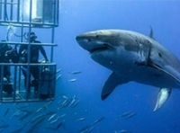 Le Requin Blanc Plonge en Cage